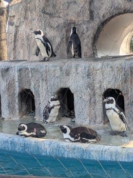 恩賜上野動物園に投稿された画像（2026/2/16）