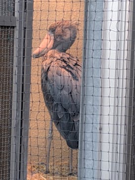 恩賜上野動物園に投稿された画像（2026/2/16）