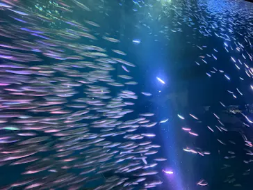 名古屋港水族館に投稿された画像（2026/2/16）