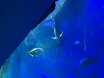 大分マリーンパレス水族館 「うみたまご」に投稿された画像（2026/2/16）