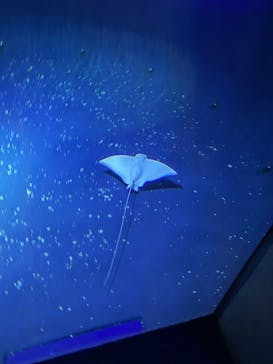 大分マリーンパレス水族館 「うみたまご」に投稿された画像（2026/2/16）