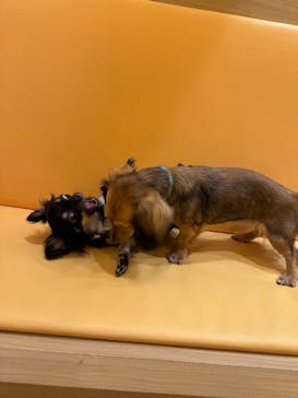 いぬカフェRio 浅草店に投稿された画像（2026/2/16）