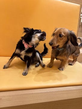 いぬカフェRio 浅草店に投稿された画像（2026/2/16）