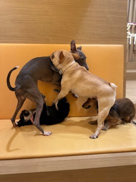 いぬカフェRio 浅草店に投稿された画像（2026/2/16）