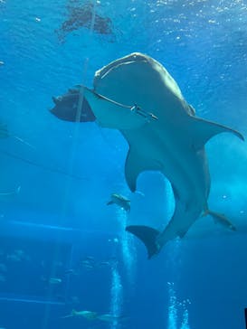沖縄美ら海水族館に投稿された画像（2026/2/16）