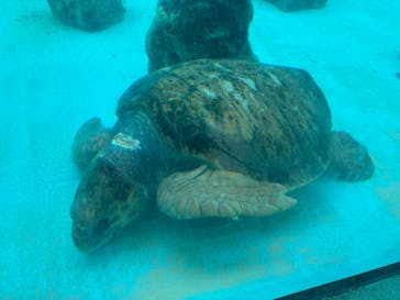 沖縄美ら海水族館に投稿された画像（2026/2/16）