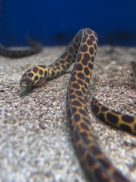 串本海中公園水族館に投稿された画像（2026/2/16）