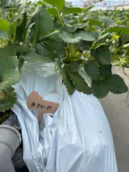 ちりあファームに投稿された画像（2026/2/16）