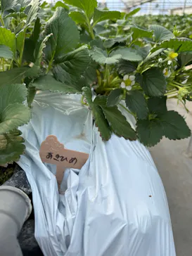 ちりあファームに投稿された画像（2026/2/16）