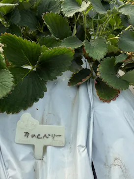 ちりあファームに投稿された画像（2026/2/16）