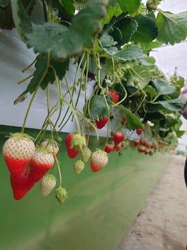 上泉農園に投稿された画像（2026/2/16）