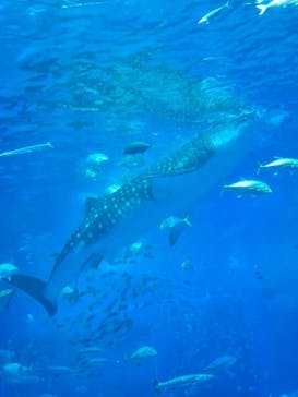 沖縄美ら海水族館に投稿された画像（2026/2/17）