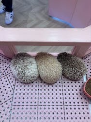 原宿かわいいランドキュンキュンに投稿された画像（2026/2/17）