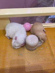 原宿かわいいランドキュンキュンに投稿された画像（2026/2/17）