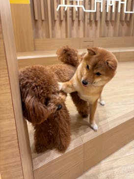 いぬカフェRio 浅草店に投稿された画像（2026/2/17）