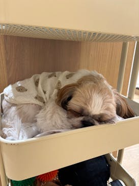 いぬカフェRio 浅草店に投稿された画像（2026/2/17）