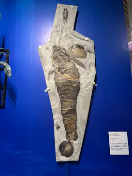 特別展「大絶滅展―生命史のビッグファイブ」に投稿された画像（2026/2/17）