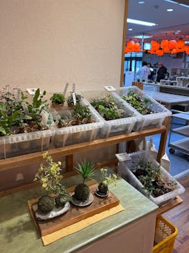 伊勢夫婦岩めおと横丁　めおと岩アクティビティに投稿された画像（2026/2/17）