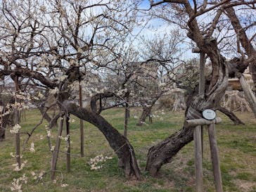 偕楽園本園に投稿された画像（2026/2/17）