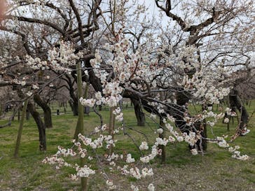 偕楽園本園に投稿された画像（2026/2/17）