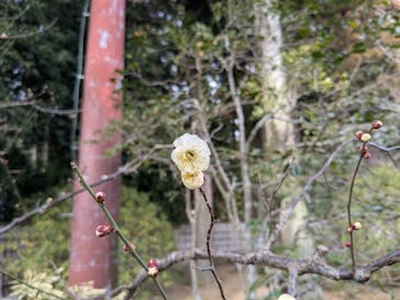 偕楽園本園に投稿された画像（2026/2/17）