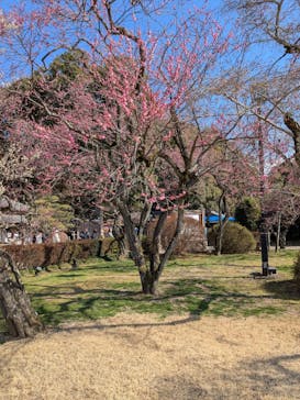 偕楽園本園に投稿された画像（2026/2/17）