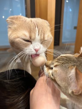 猫カフェモカ 名古屋栄店に投稿された画像（2026/2/17）