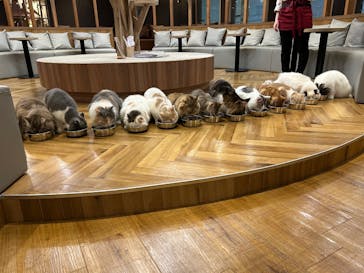 猫カフェモカ 名古屋栄店に投稿された画像（2026/2/17）