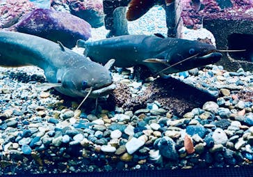 カワスイ 川崎⽔族館に投稿された画像（2026/2/17）