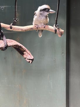 カワスイ 川崎⽔族館に投稿された画像（2026/2/17）