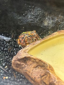 カワスイ 川崎⽔族館に投稿された画像（2026/2/17）