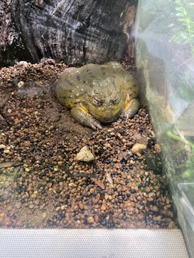 カワスイ 川崎⽔族館に投稿された画像（2026/2/17）