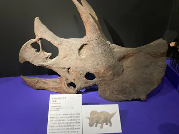 特別展「大絶滅展―生命史のビッグファイブ」に投稿された画像（2026/2/17）