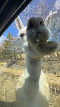 東北サファリパークに投稿された画像（2026/2/17）