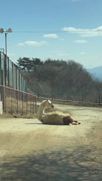 東北サファリパークに投稿された画像（2026/2/17）
