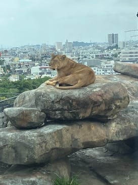 沖縄こどもの国に投稿された画像（2026/2/17）