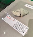 特別展「大絶滅展―生命史のビッグファイブ」に投稿された画像（2026/2/17）