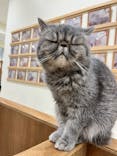 Cat Café MOFF イーアス沖縄豊崎店に投稿された画像（2026/2/17）