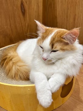 Cat Café MOFF イーアス沖縄豊崎店に投稿された画像（2026/2/17）