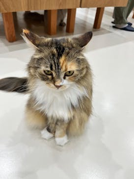 Cat Café MOFF イーアス沖縄豊崎店に投稿された画像（2026/2/17）