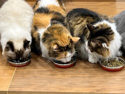 Cat Café MOFF イーアス沖縄豊崎店に投稿された画像（2026/2/17）