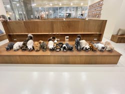 Cat Café MOFF イーアス沖縄豊崎店に投稿された画像（2026/2/17）