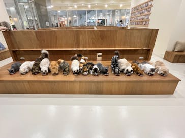 Cat Café MOFF イーアス沖縄豊崎店に投稿された画像（2026/2/17）