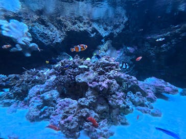 マクセル アクアパーク品川に投稿された画像（2026/2/17）