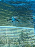 サンシャイン水族館に投稿された画像（2026/2/17）
