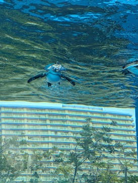 サンシャイン水族館に投稿された画像（2026/2/17）