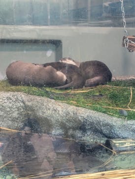 サンシャイン水族館に投稿された画像（2026/2/17）