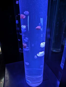 サンシャイン水族館に投稿された画像（2026/2/17）