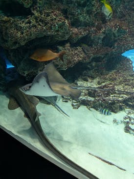 サンシャイン水族館に投稿された画像（2026/2/17）