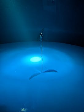 サンシャイン水族館に投稿された画像（2026/2/17）